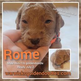 Goldendoodle Puppies from Stacy Warwick