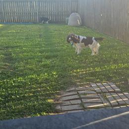 English Springer Spaniel puppies from Obsidian Rose