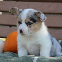Bluey - male American Corgi puppy in Scio, Oregon from Abundant Joy Corgis