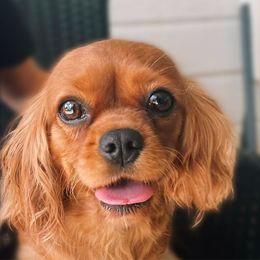 Buttons - Cavalier King Charles Spaniel