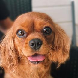 Buttons - Cavalier King Charles Spaniel