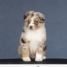 Bumble - Red merle male Miniature American Shepherd puppy in Riverton, Utah from Prestige Aussies