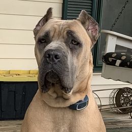Sofia - Cane Corso