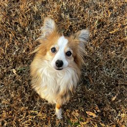 Piper - Toy Australian Shepherd