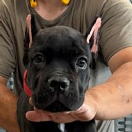 Red Collar Boy - AKC and ICCF - Callie x Lawman - Black male Cane Corso puppy in Gorman, Texas from McOmber Country Kennels