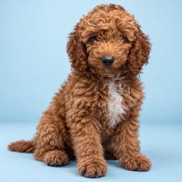 Dolly - Dark Apricot Mini Goldendoodle - Apricot female Goldendoodle puppy in Lancaster, California from Kid's Best Doodle
