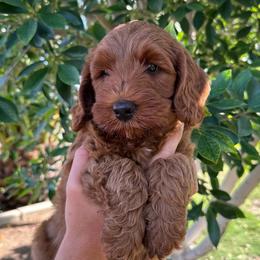 Robin - Red male Australian Labradoodle puppy in Riverside, California from Sycamore Canyon Labradoodle