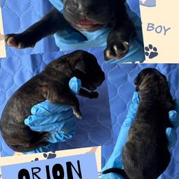 ORION - Brindle male Great Dane puppy in Wellsville, New York from Prophecy Danes