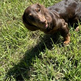 Charlie - Dachshund