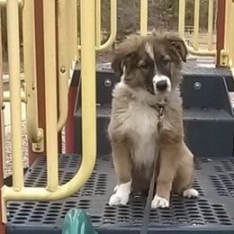 English Shepherds from VannaBlues