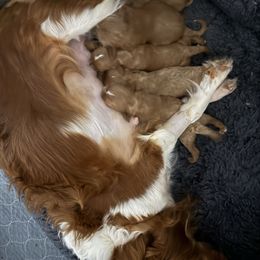 Boy 3 - Red male Cavapoo puppy in Melissa, Texas from Southern Love Cavapoos