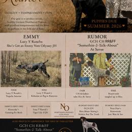 German Shorthaired Pointer puppies from Northern Odyssey Gun Dogs
