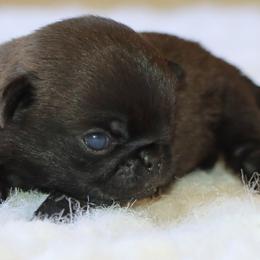 Jimmy - Black male Pug puppy in Winnsboro, Texas from Southern pugs