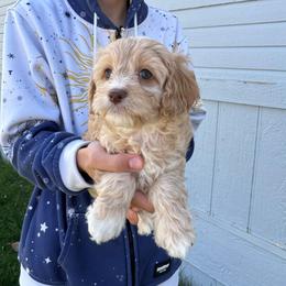 Nutmeg - Apricot female Cavapoo puppy in Cedar City, Utah from Baird Poodles and Doodles