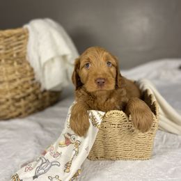 Goldendoodle Puppies from Joe and Dogs