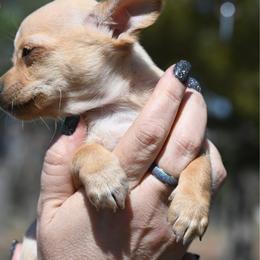 Targaryen runt - Fawn male Chihuahua puppy in Seneca, Missouri from Stephanie’s Puppy Colony