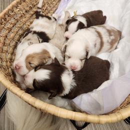 Australian Shepherd Puppies from Out of the Blue Aussies