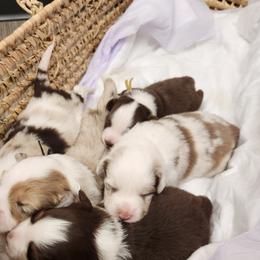 Australian Shepherd Puppies from Out of the Blue Aussies
