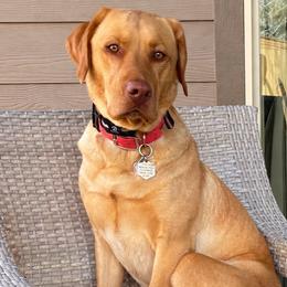 Sandrinella - Labrador Retriever