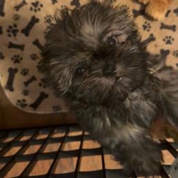 Boy - Tricolor male Shih Tzu puppy in Milford, Delaware from Spunky Shih-Tzus Delaware (Spunky Shih-Tzus)