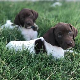 German Shorthaired Pointers from Triple Cord Kennels
