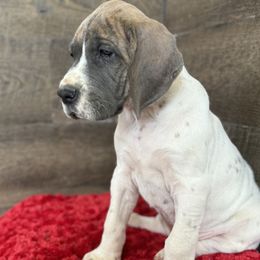Great Dane Puppies from Top Brackett Danes