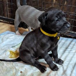 Rosie Cotton - Black female Great Dane puppy in Citra, Florida from AEW Farm
