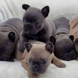 French Bulldog Puppies from Mississippi Sound Frenchies