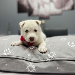 Maltese and Siberian Husky Puppies from Nyx’s Pack