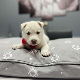 Maltese and Siberian Husky Puppies from Nyx’s Pack