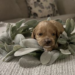 Girl 1 - Apricot female Cavapoo puppy in Milan, Illinois from Poppy Garden Doodles