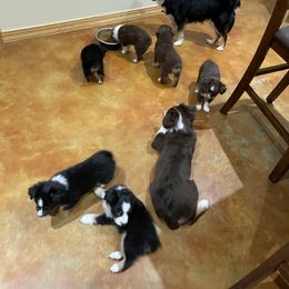 "Fall Babies of 2021" Miniature Australian Shepherd Puppies from Integrity Aussies Tx