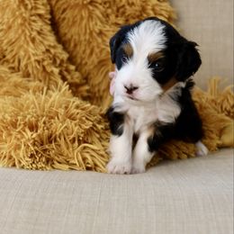 Karen - Tri-color female Bernedoodle puppy in Murray, Utah from Sun Valley Doodles