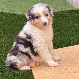 Hope - Blue merle female Australian Shepherd puppy in Springfield, Oregon from Shelter Cove Aussies