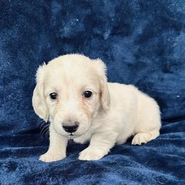 Milkshake - Cream male Dachshund puppy in Memphis, Tennessee from River City Doxies