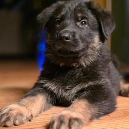 Brown Collar (Judo) - Black and red male German Shepherd puppy in Hermitage, Pennsylvania from Shepherds of the Hundred Acres