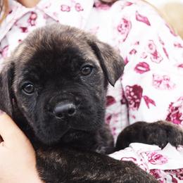 Boy 1 - Black brindle male Cane Corso puppy in Emmett, Idaho from NorthWood’s Cane Corso
