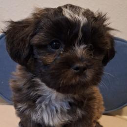 Blaze - Brindle and white male Mal-Shi puppy in Apollo Beach, Florida from Gemstone Exclusive Pups of Florida