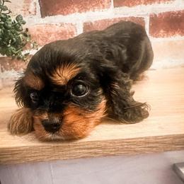 Jelly Bean (Rare Chocolate Carrier Gene) - Black and tan female Cavalier King Charles Spaniel puppy in Tolleson, Arizona from Pixie Dust Cavaliers
