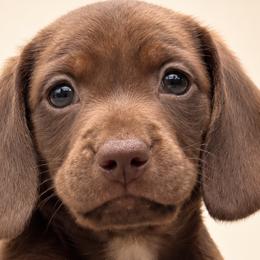 Dachshunds from Steber Family Dachshunds