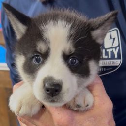 Jewel - Black and white female Pomsky puppy in Spring Hill, Florida from PDQ Pomskies