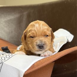 Reba - Red  female Goldendoodle puppy in Clinton, Utah from Golden Law Kennels