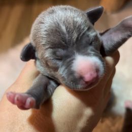 Autumn - Blue female Italian Greyhound puppy in Southwest Florida, Florida from Woofford Italian Greyhounds