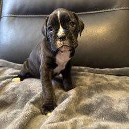 Boxer Puppies from Bellmont Boxers East TN