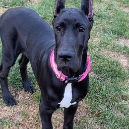 Great Danes from Wil-Joi Great Danes