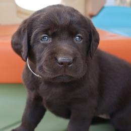 Serenity - Chocolate female Labrador Retriever puppy in Camden, Indiana from Camden's Caring Canines
