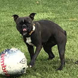 Jema - Boston Terrier