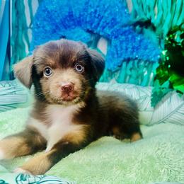 Teddy - Red tri male Miniature Australian Shepherd puppy in Wauchula, Florida from Sun & Moon Aussies
