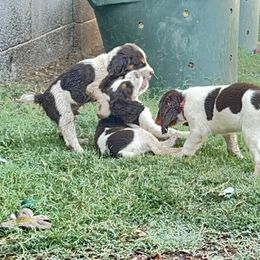 English Springer Spaniel Puppies from Desert Shadow Springers