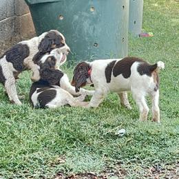 English Springer Spaniel Puppies from Desert Shadow Springers